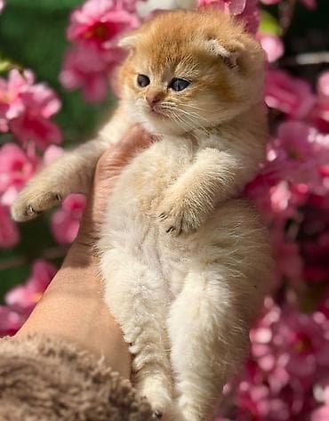 pisi: Şotland — 7