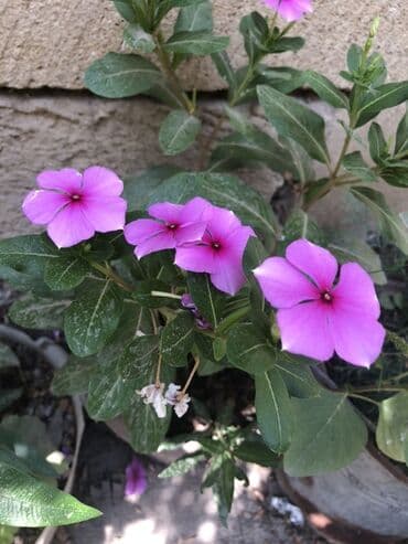 bənövşəyi gül şəkilləri: Bənövşəyi rəngdə çiçəkləri olan qıfotu bitkisi. Bu bitki parlaq yaşıl — 1