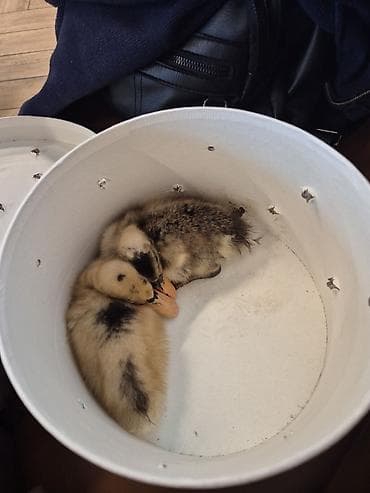 cin bildircin: İki ördək balası - Sayı: 2 ədəd balaca ördək - Rəng: Sarı-qonur — 2