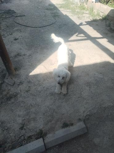 it: Bişon Frize — 4