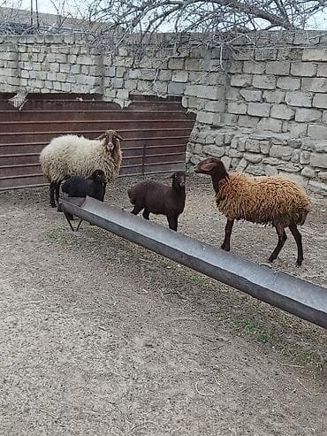 Qazlar: Salam 2 dene Ana baladi. Qirmizi qoyun 1 ci qarnidi disi balaynan .Ag — 9