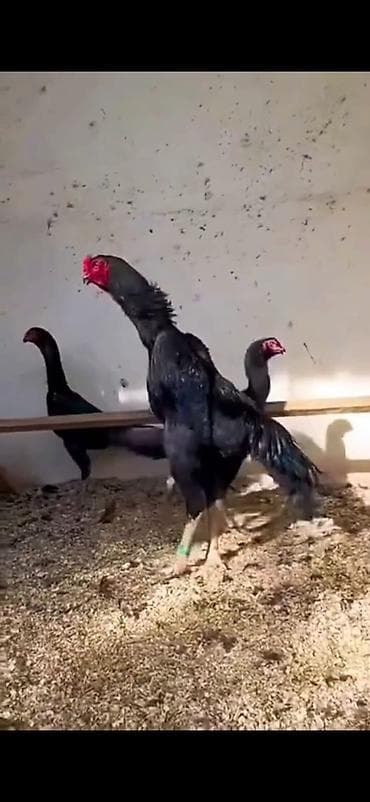 Бараны, овцы: Aseel (Asil) döyüş tipli toyuq-quşları – elit nəsil - Fotoşəkillərdə — 4