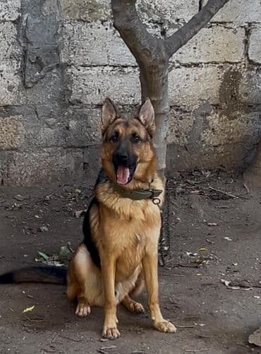 alman avçarka: Alman çoban iti, 6 ay, Erkek, Peyvəndli, Ünvandan götürmə — 1