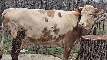 Heyvanlar üçün mallar: Birinci qarına doğub 25 günlük süni mayalanmadan olan balası yanında — 5