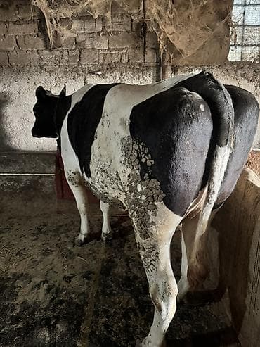 lalafo heyvanlar: Dişi, Holsteyn, Simental, il: 4, 900 kq, Südlük, Ünvandan götürmə — 3