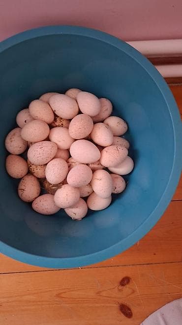Hinduşkalar: 🥚 Damazlıq yumurta 2.50 🐥 Sağlam və aktiv balalar 7.50 manat ✅ Güclü — 7