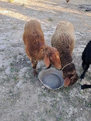 it cinsi: Salam sağlam 2 eded erkek quzu satilir butun qurd dermanlari verilib 6 — 2