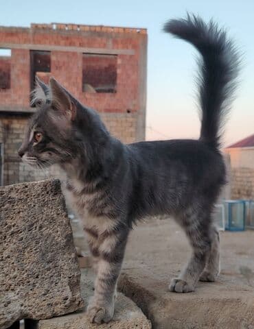 cins pişik: Boz rəngli, uzun tüklü, zolaqlı naxışlara malik ev pişiyi — 2