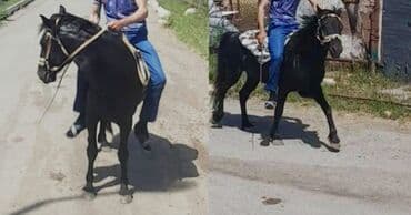 Коровы, быки: Qara rəngli minik atı - Rəng: qarayaçalan, parlaq tüklü - Quruluş — 1