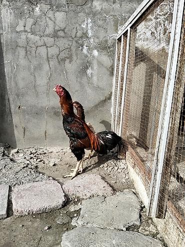 quşlar: Məhsul: Döyüş tipli fəsəlli horoz (uzunboy, incə bədənli), yanında bir — 3