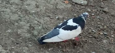 cins göyərçinlər: Göyərçinlər — 1