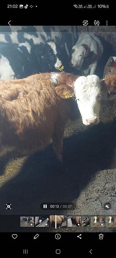 qara mal: 2 simetal disi buzov biri 6 ayliq obiri 8 ayliq bekar adamlar narahad — 1