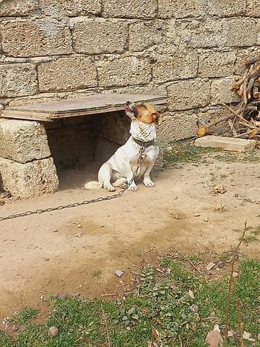 itlee: Cek rassel teryer, 2 il, Dişi — 7