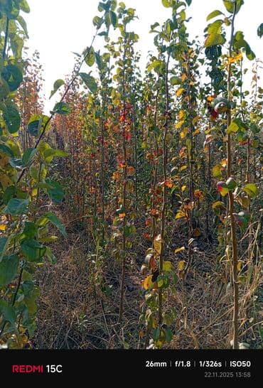 meyvə ağacı: Məhsul: Meyvə ağacı tingləri (fidanlar) Təsvir: - Açıq sahədə — 4