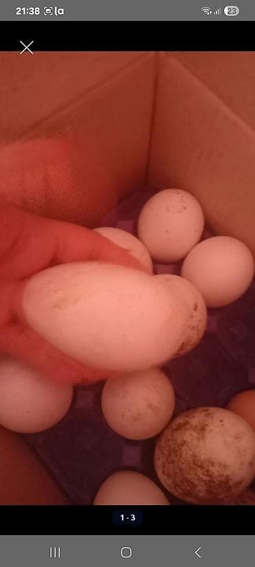 гусь: Satılır: qaz yumurtaları teze mayali linda ve yerli qaz yumurtasi - — 2