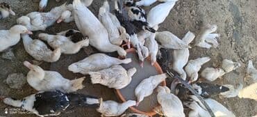 ördək balası və cücə: Mövzu: Misk ördəkləri və ağ pekin ördəkləri – qarışıq sürü Təsvir: - — 5