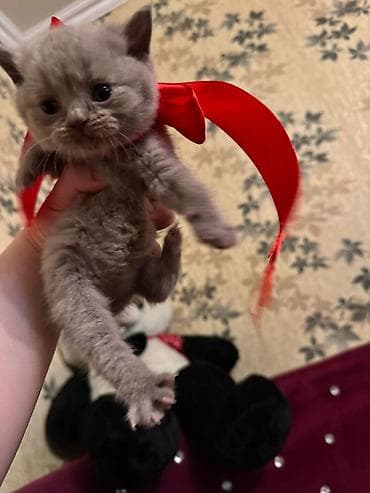 ucuz pisik satisi: Britan — 4