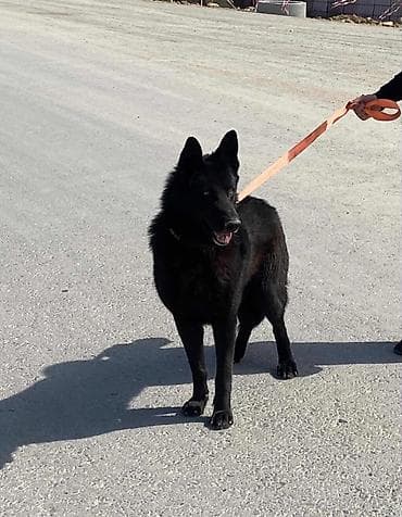 alman avcarkasi satisi: Alman çoban iti, 3 il, Erkek, Peyvəndli, Ünvandan götürmə — 3