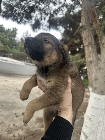 tuklu itler qiymeti: Məhsul: Balaca it balaları zvanoq Təsvir: - Şəkillərdə müxtəlif — 5