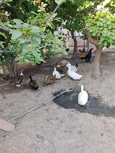 it heyvan: Ördəklər – qarışıq sürü Ağ Pekin Ordekləri Erkek-dişisi Var boyuklər — 2