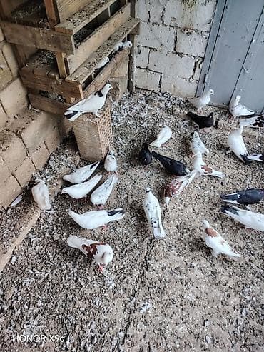 cücə satışı: 30 dene qusdu tərgitmə heyvanlardi seçilib saxlanılıb Qaradağ rayonu — 1