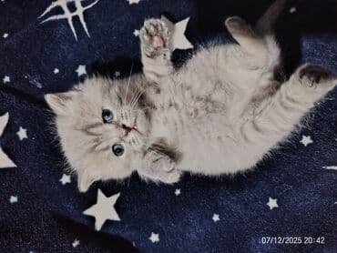 донской сфинкс котята: Boz rəngli balaca pişiklər – yumşaq tüklü, iri qara gözlü, qısa — 2