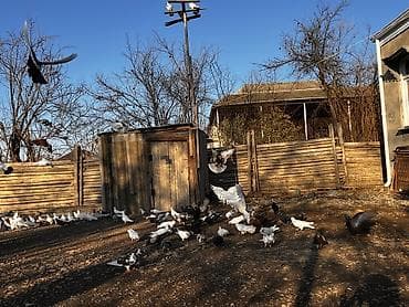 qara pisik: Göyercinler satılır təcili ƏN UCUZ 5 AZN unvan samux Qarayeri — 3