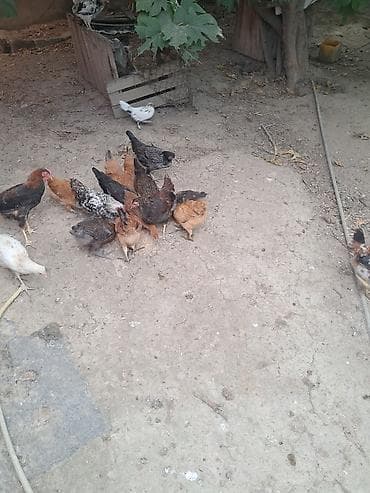 pitbull satış: Təmiz kənd cücələri satlır 4 ayların keçiblər — 10