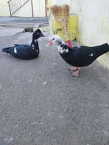 Salam bir dişi bir ərkək dir yeqin ki mart ucun yumurta düşəcəkdir