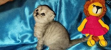 ev pişikleri: Şotland yastı qulaq, Erkək, Dişi, Yaxşı əllərə, Ünvandan götürmə, Pulsuz çatdırılma, Ödənişli çatdırılma — 2