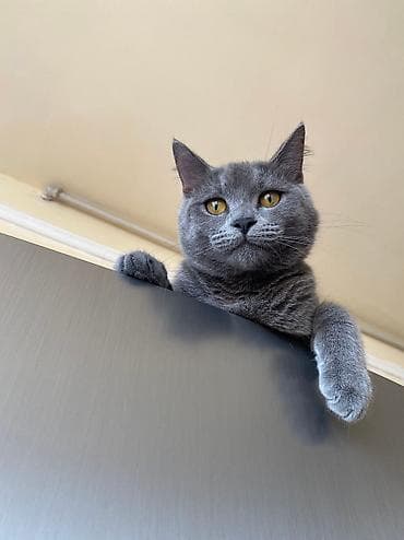 Собаки: Самец, Для вязки, Бесплатная доставка — 2