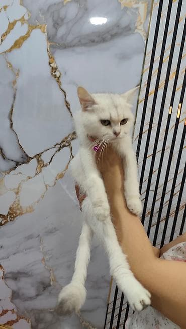 шиншилла кошка цена: Шиншилла, Самка, В добрые руки, Платная доставка — 4
