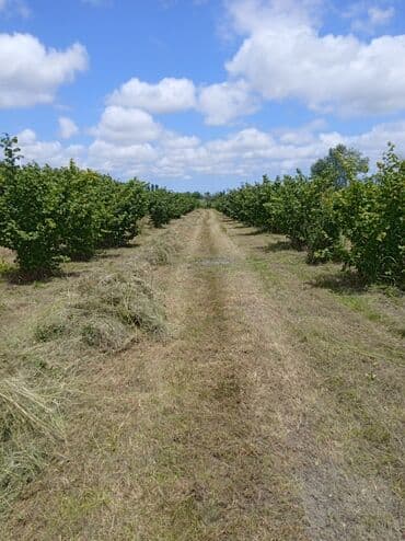 Букетные цветы: Məhsul: Gilas bağı (fidan/bağ sahəsi)salam Qusarin Qoxuroba kendinde — 4