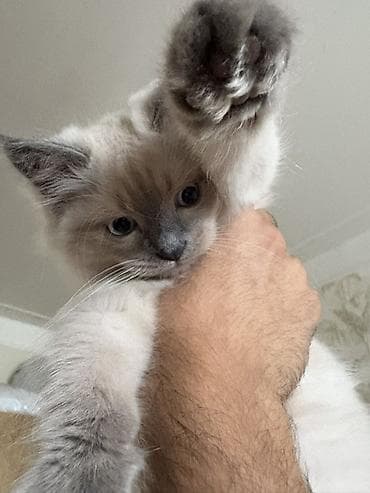 dekarativ heyvanlar: Ragdoll tipli balaca pişik Ragdoll ilə persin qarışığıdır balalar - — 4