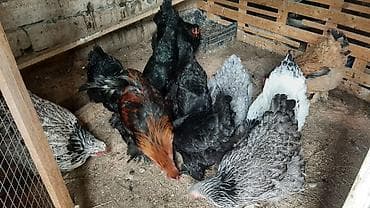 cins toyuqlar: Toyuq, Brama, Damazlıq, Ünvandan götürmə, Ödənişli çatdırılma — 3