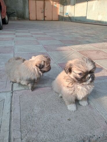 it şəkilləri: Pekines — 8
