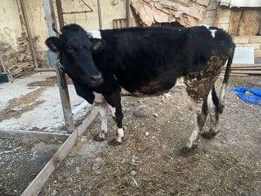 Inəklər, öküzlər: Bakı malıdı tovle malıdı keskılıkdı çavan duyedı 1 defe dogub 1 ıldıde — 4