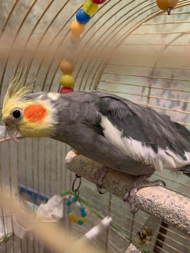 qurdbasar balaları: Təzə yemə düşən balalar və hazir cütlər var.Balalara söz öyrətmək ələ — 7