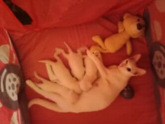 pişik tualet: Erkək, Dişi, Yaxşı əllərə, Ödənişli çatdırılma — 12