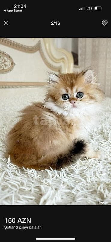 pısık: Şotland — 2