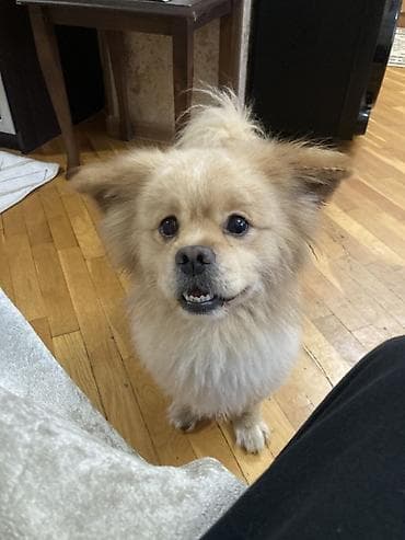 it: Pekines, 6 il, Erkek, Cütləşmə üçün — 2