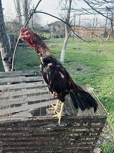 Digər heyvanlar: Heyratı xoruz satılır 1 yaş 7 aylıqdı Cins: Malay tipli — 1