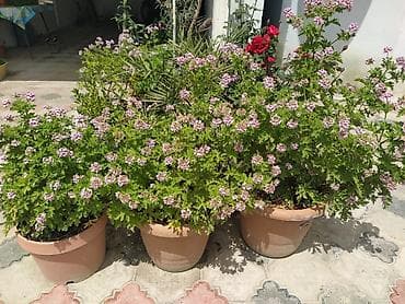 Комнатные растения: Saksıda ətirşah (pelargonium) – açıq bənövşəyi-çəhrayı çiçəklərlə bol — 1