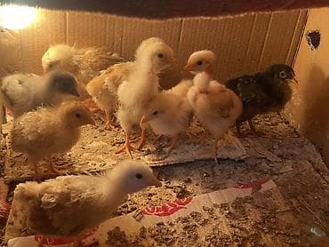 Toyuq, Australorp, Damazlıq, Ünvandan götürmə