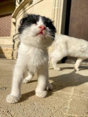şotlan pişik: Şotland yastı qulaq, Erkək, Dişi, Yaxşı əllərə, Ünvandan götürmə, Pulsuz çatdırılma, Ödənişli çatdırılma — 17
