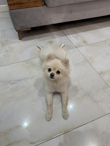 mini pomeranian qiymeti: Şpitz — 2