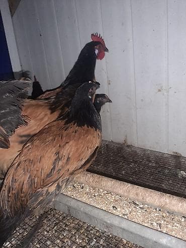 kend toyuqu: Temiz qan Forvek cinsili hryvanlar satiwa cixardilib.Alman — 3