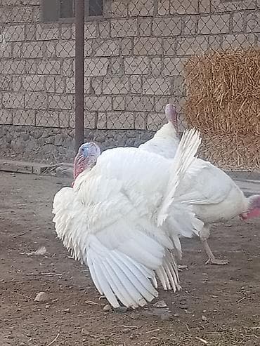 Quşlar: Ağ rəngli hinduşka sürüsü 8 ayliq xoruzlardi cekileri 8 kq alti — 3