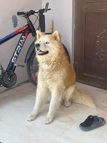 samoyed satilir: Samoyed — 4