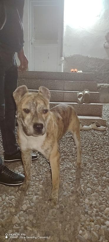 alman afçarka iti: Pitbul — 5